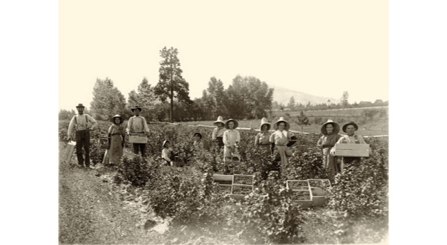 harvesting blueberries