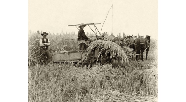 harvesting wheat