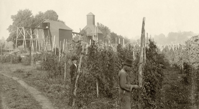 hop picking