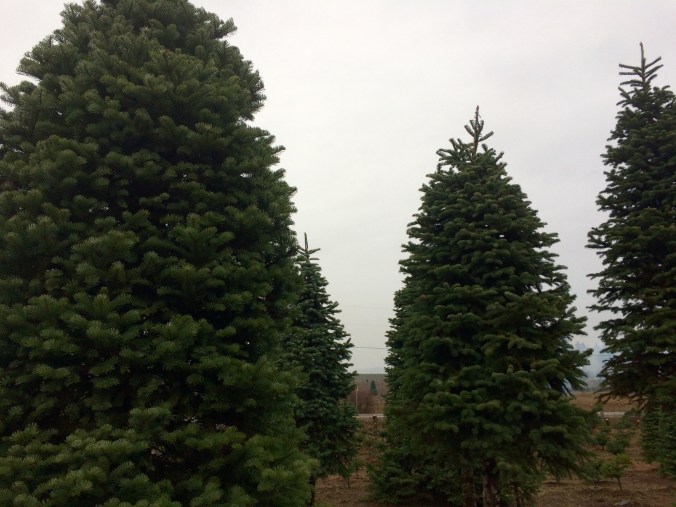 FullSizeRender 37.jpg